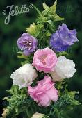 Campanula medium 'Double Mixture'